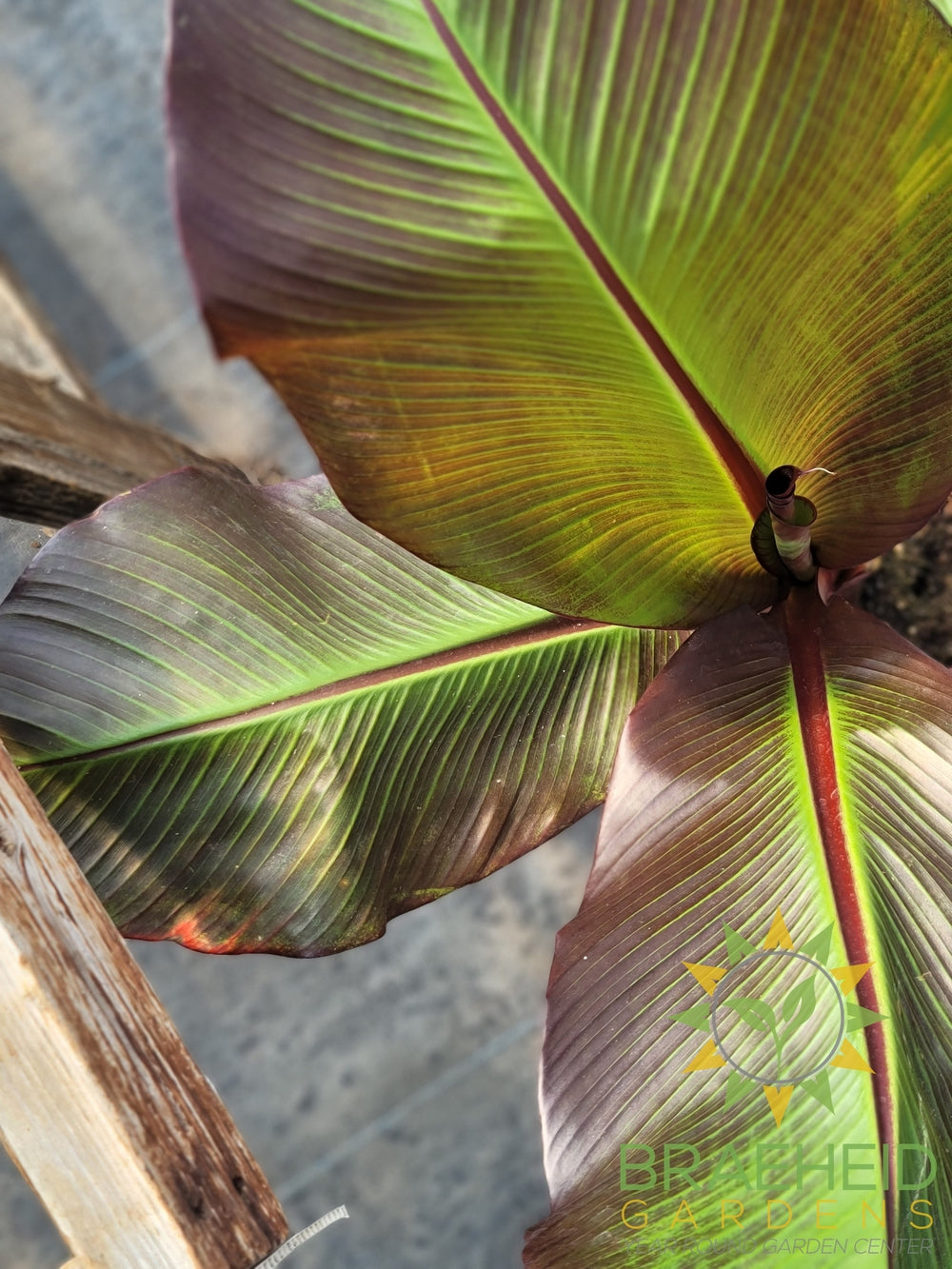 Red Abyssinian Banana Plant - SHIPPING NOT AVAILABLE
