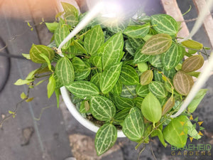 Watermelon Dischidia Hanging Basket