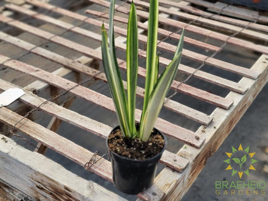 Snake Plant Bantel's Sensation