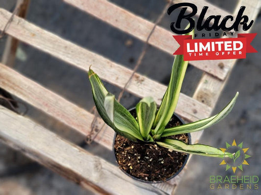 Snake Plant Bantel's Sensation