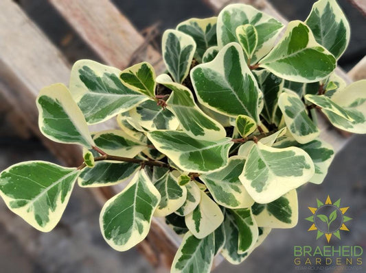 Ficus Triangularis Variegated