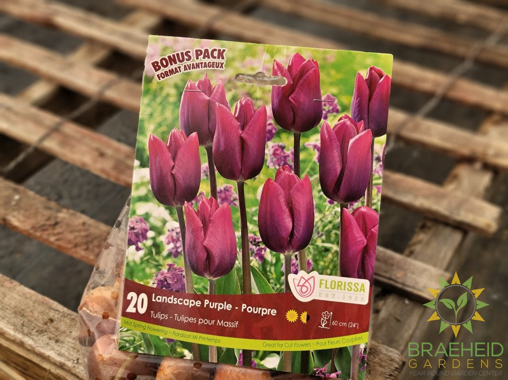 Purple Tulip Fall Bulb
