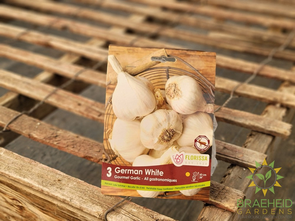 German White Hardneck Garlic Fall Bulb