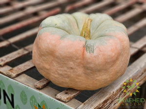 Porcelain Doll Pumpkin - NO SHIP