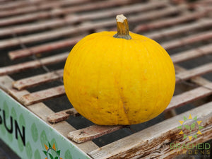 Mellow Yellow Pumpkin - NO SHIP
