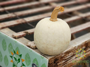 Snowdrop Pumpkin - NO SHIP