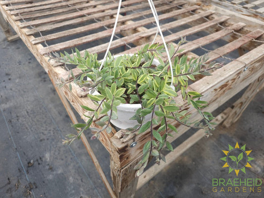 Bolero Bicolor Lipstick plant Hanging Basket