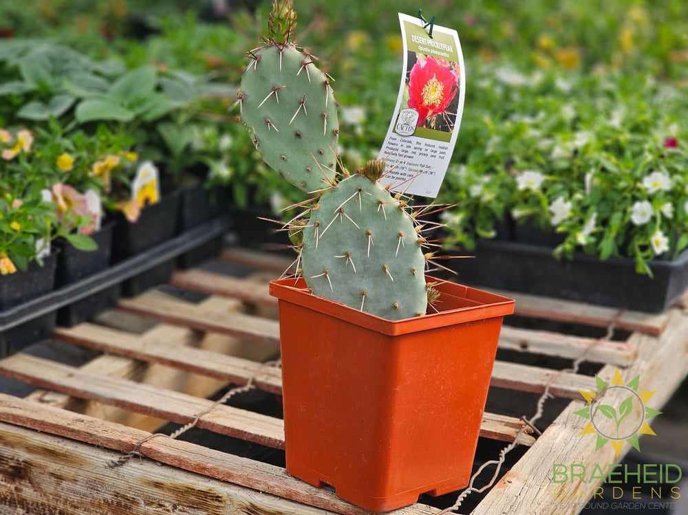Desert Prickly Pear Red- NO SHIP