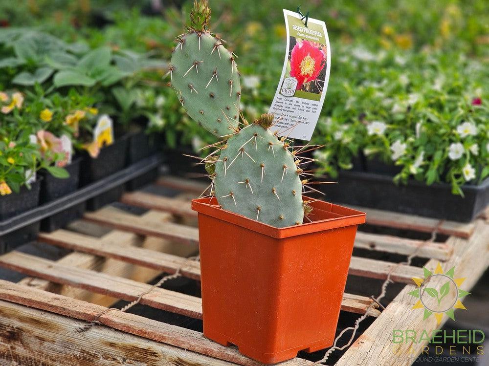 where to buy prickly pear cactus in canada Desert Prickly Pear Red- NO SHIP – Braeheid Gardens Ltd