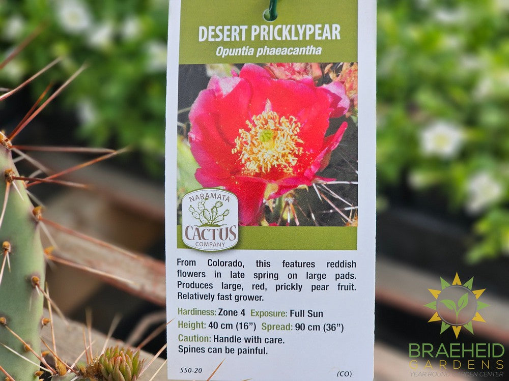 Desert Prickly Pear Red- NO SHIP