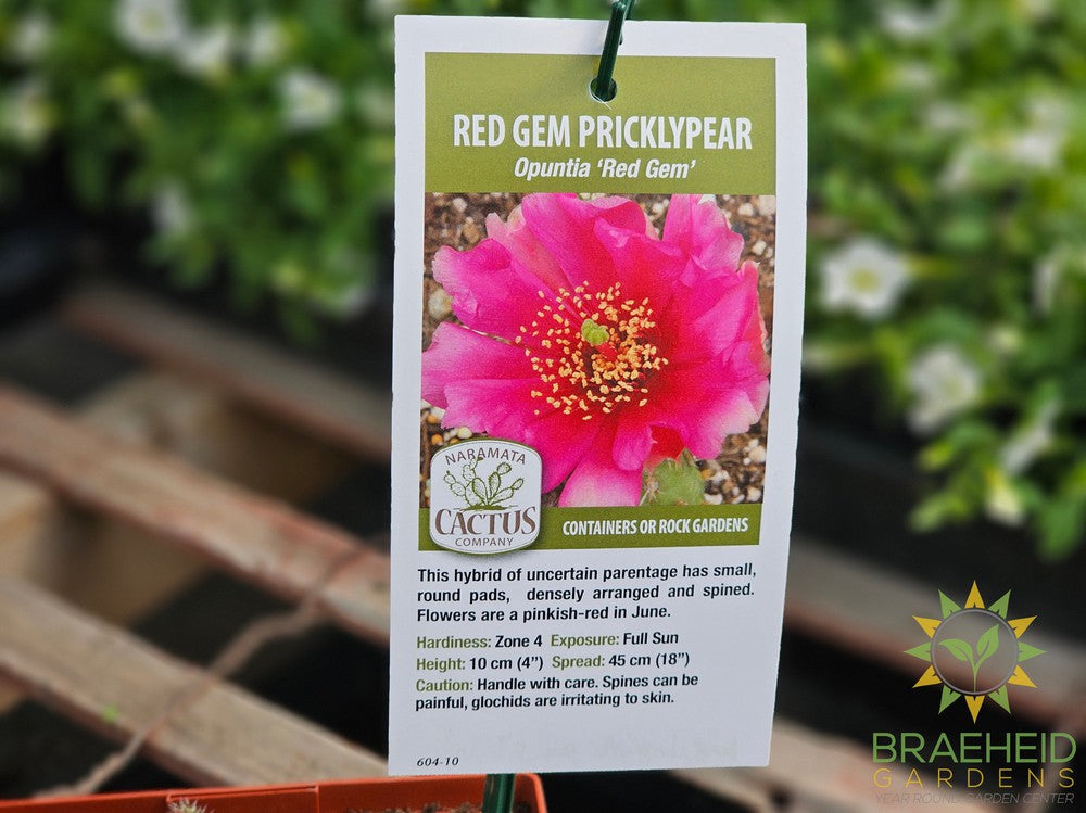 Red Gem Prickly Pear- NO SHIP