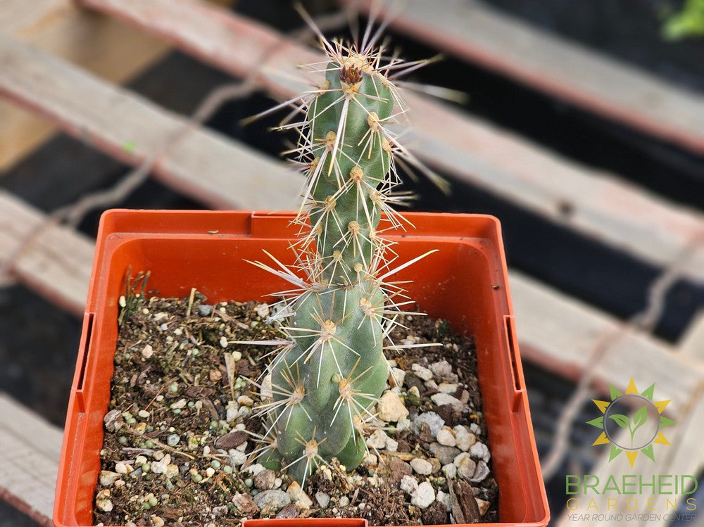 Purple Cholla - NO SHIP