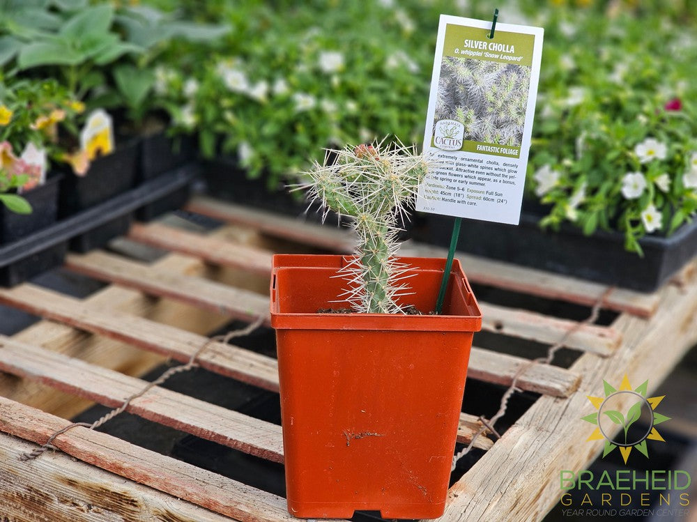 Silver Cholla- NO SHIP