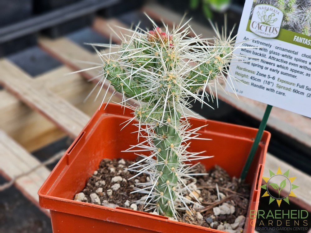 Silver Cholla- NO SHIP