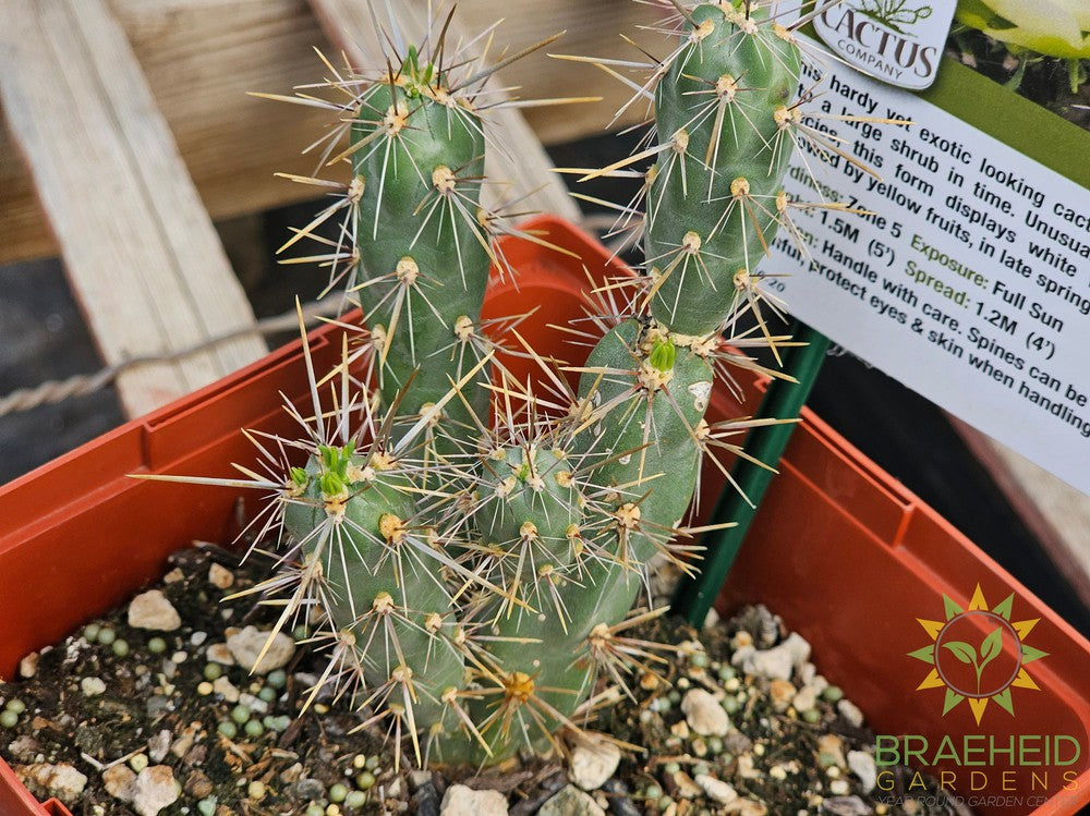 White Tower Cholla- NO SHIP