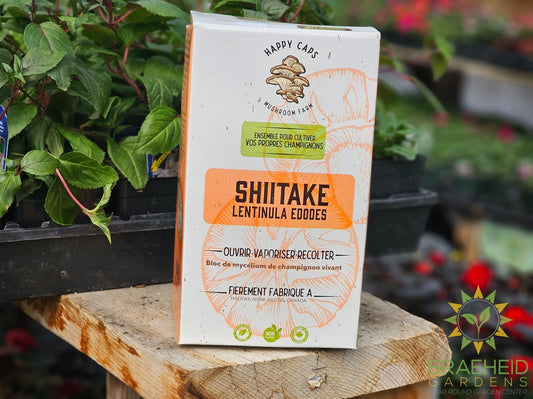 Shiitake Mushroom Kit