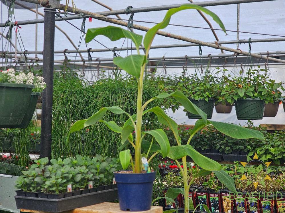 Banana Plant Blue Java – Braeheid Gardens Ltd.
