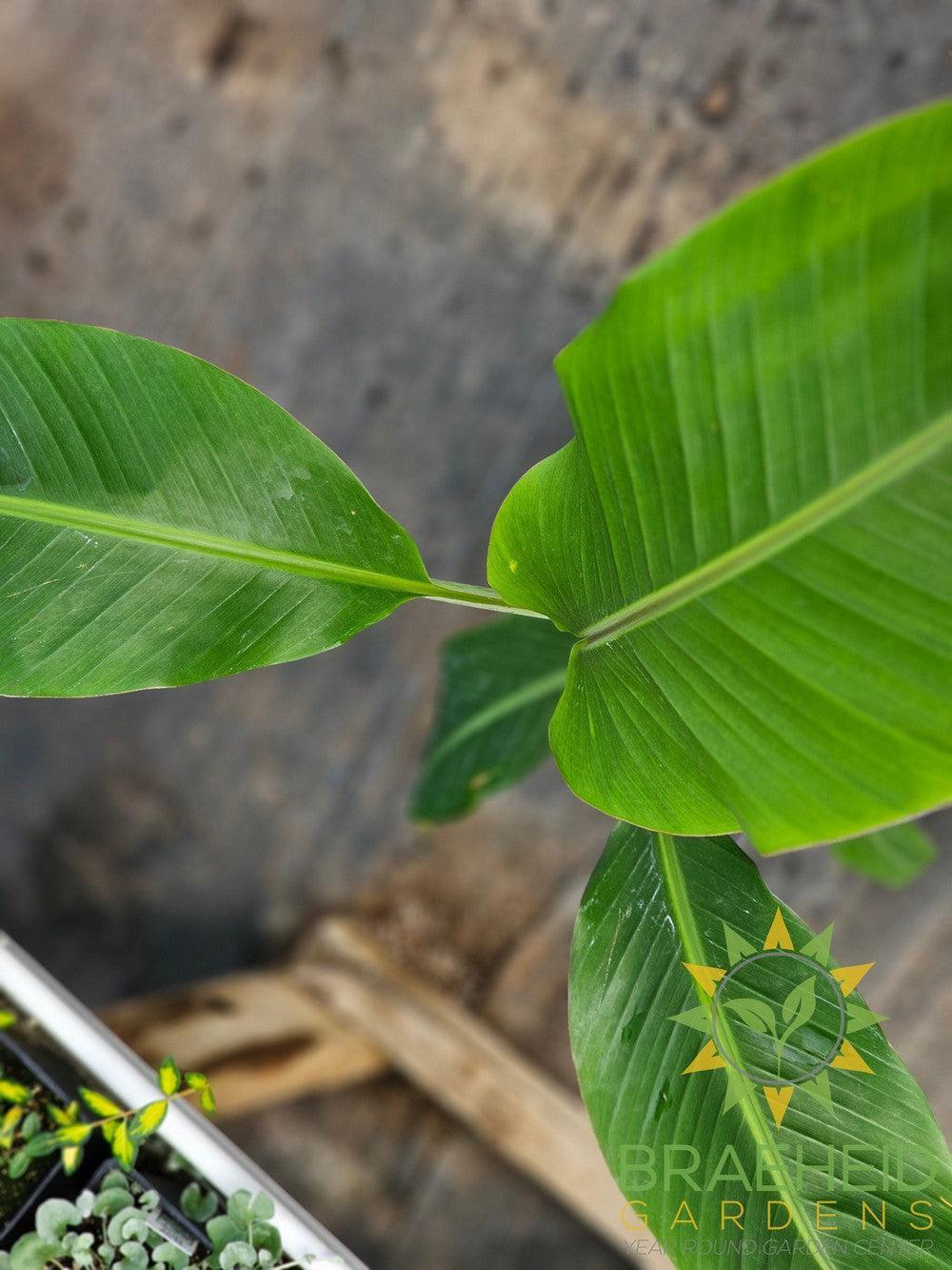 Banana Plant Blue Java – Braeheid Gardens Ltd.