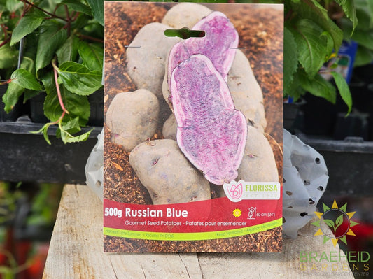 Gourmet Russian Blue Potatoes