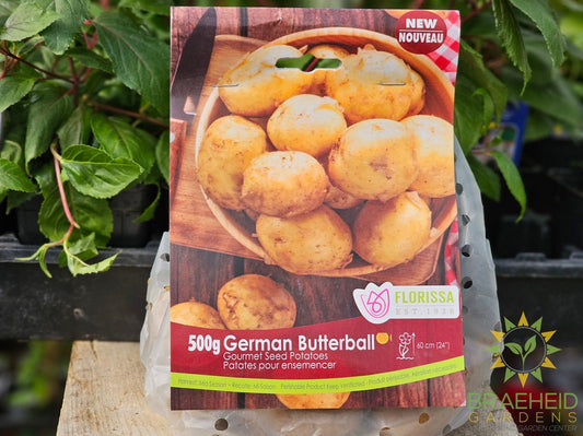 German butterball Potatoes