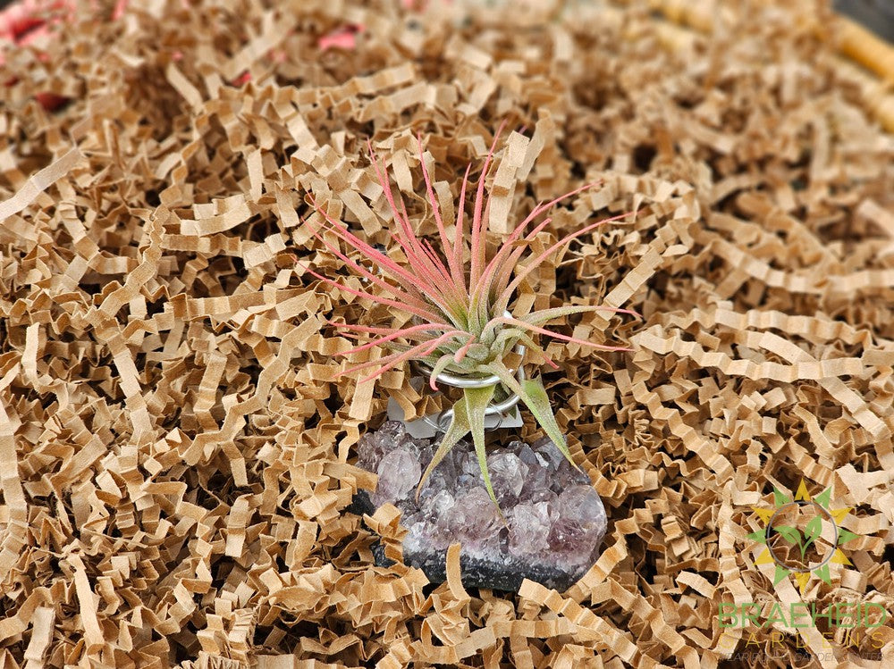 Amethyst Cluster w/ Ionantha