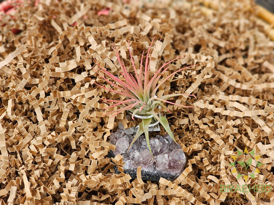 Amethyst Cluster w/ Ionantha