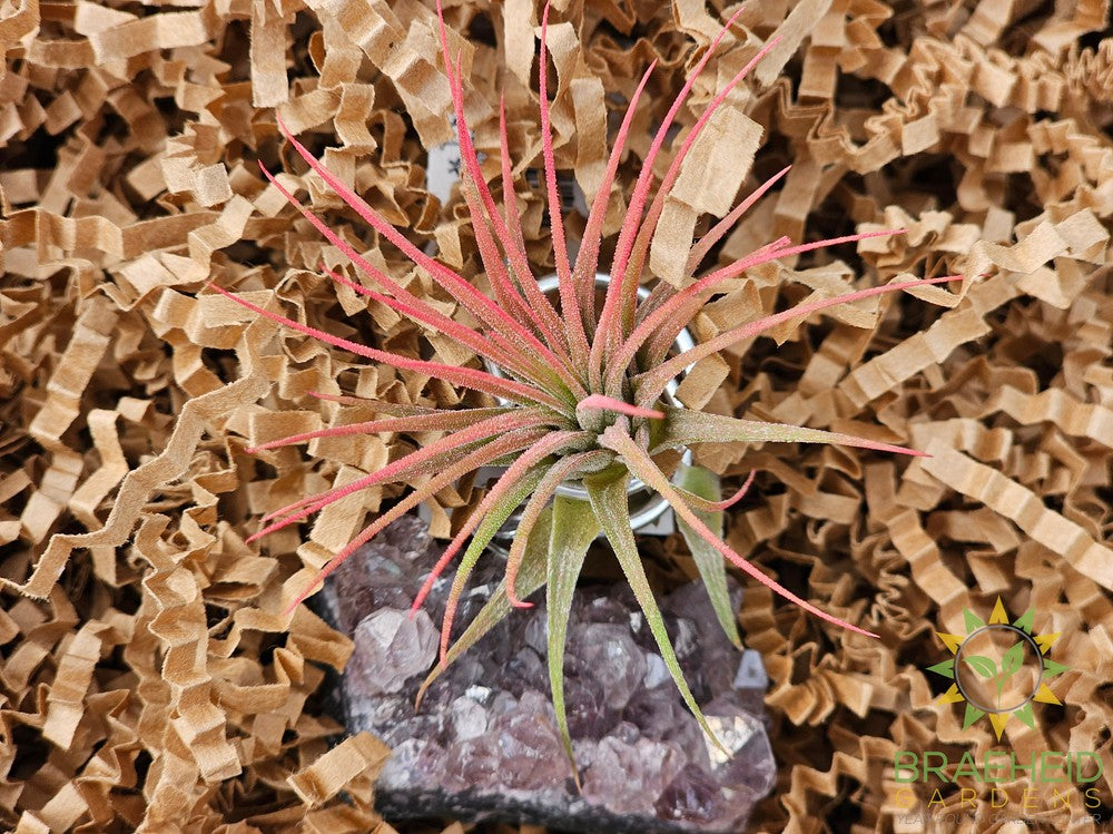 Amethyst Cluster w/ Ionantha