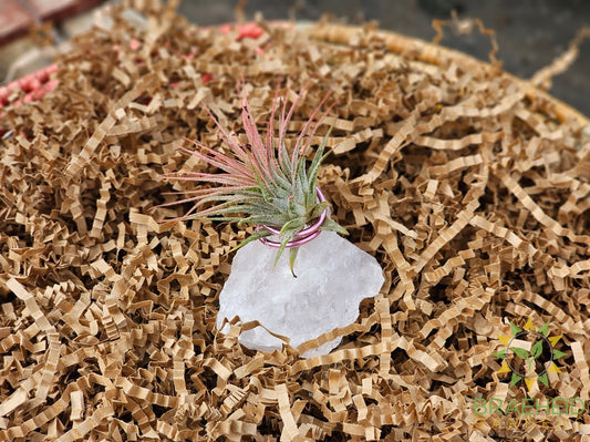 Rose Quartz w/ Ionantha