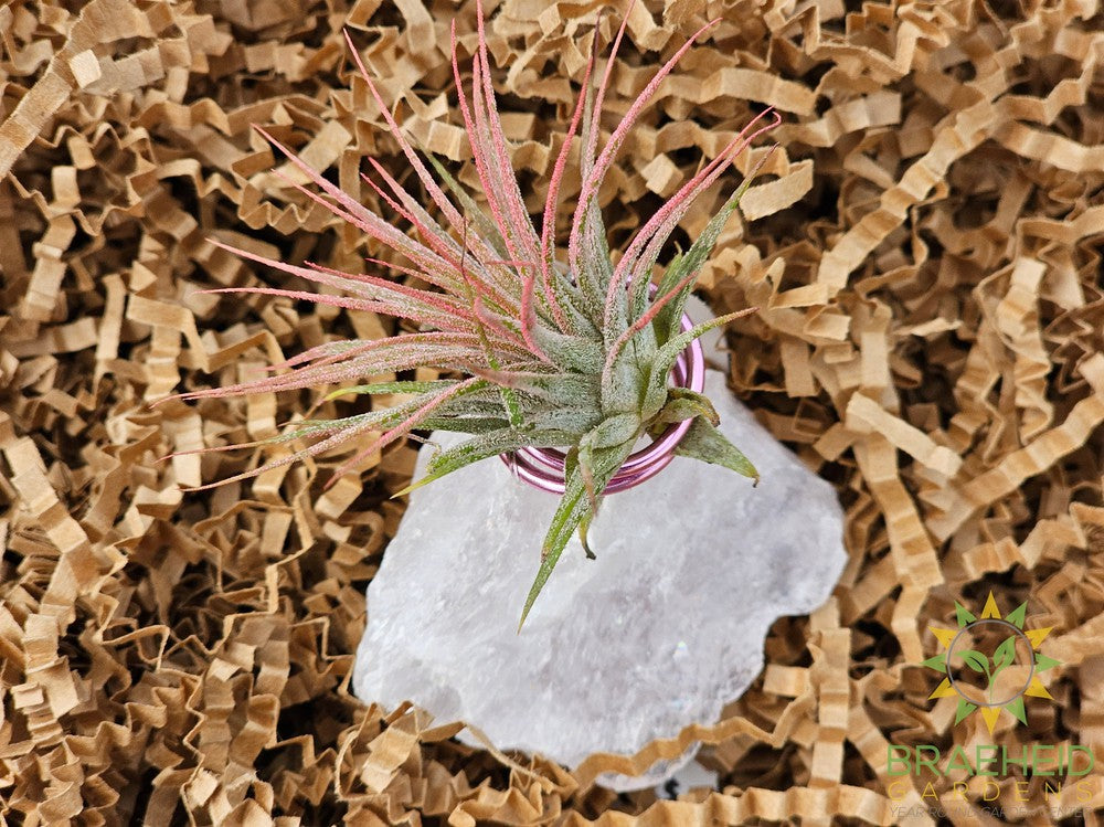 Rose Quartz w/ Ionantha