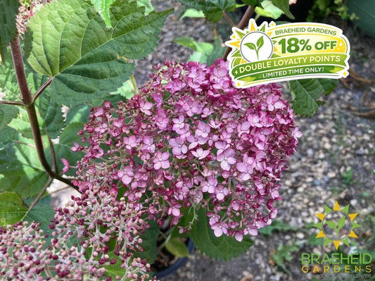 Incrediball® Blush Hydrangea
