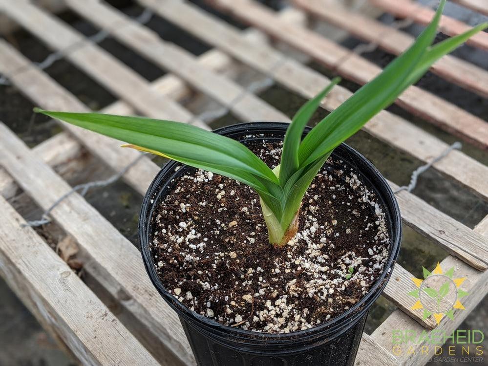 Daylily 'Night Embers' - NO SHIP -