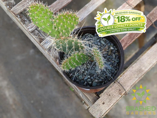 Opuntia Polycantha 'Vermon Pink' - Cold Hardy