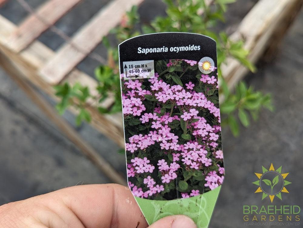 saponaria ocymoides Rock Soapwort - NO SHIP -