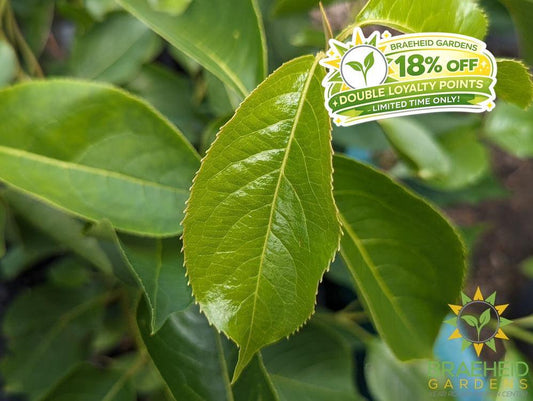 Buy Nannyberry an Edible Shrub in Grande Prairie Alberta - Braeheid Gardens Ltd.