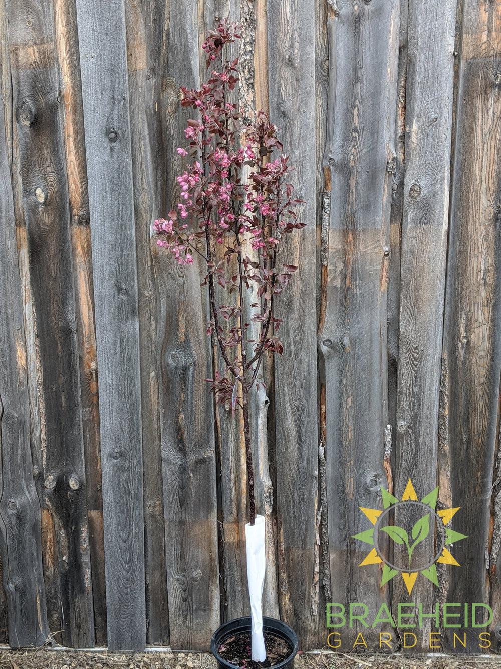 Thunderchild Flowering Crabapple- Tree for sale, Grown in Grande Prairie -Braeheid Gardens Ltd. on Emerson Trail