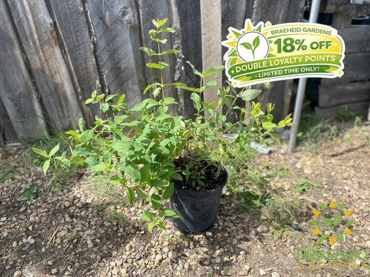Buy Indigo Gem Haskap Berry an Edible Shrub in Grande Prairie Alberta - Braeheid Gardens Ltd.