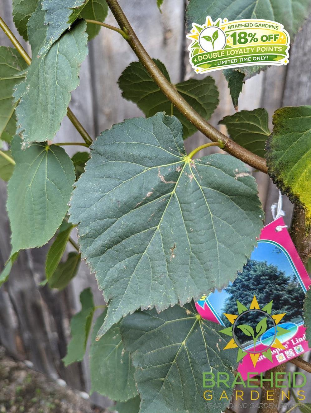 Greenspire® Linden- Tree for sale, Grown in Grande Prairie -Braeheid Gardens Ltd. on Emerson Trail