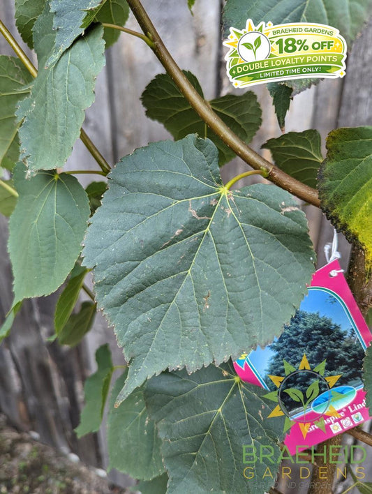 Greenspire® Linden- Tree for sale, Grown in Grande Prairie -Braeheid Gardens Ltd. on Emerson Trail