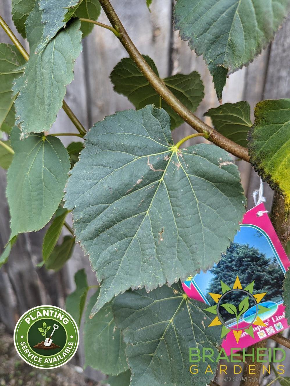 Greenspire® Linden- Tree for sale, Grown in Grande Prairie -Braeheid Gardens Ltd. on Emerson Trail