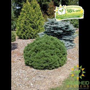 Mops Mugo Pine