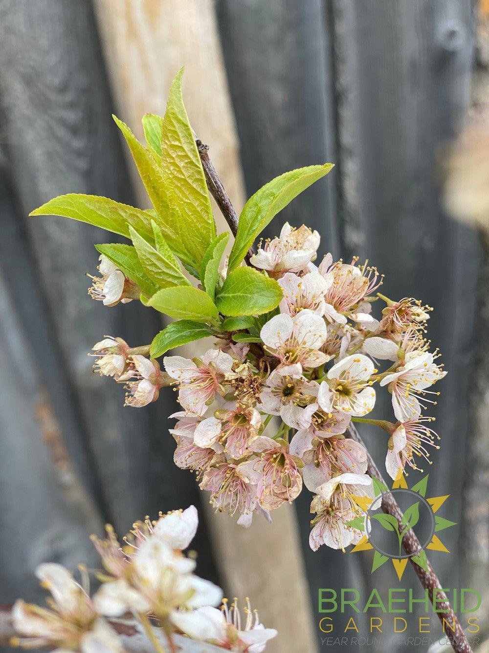 Pipestone Plum- Tree for sale, Grown in Grande Prairie -Braeheid Gardens Ltd. on Emerson Trail