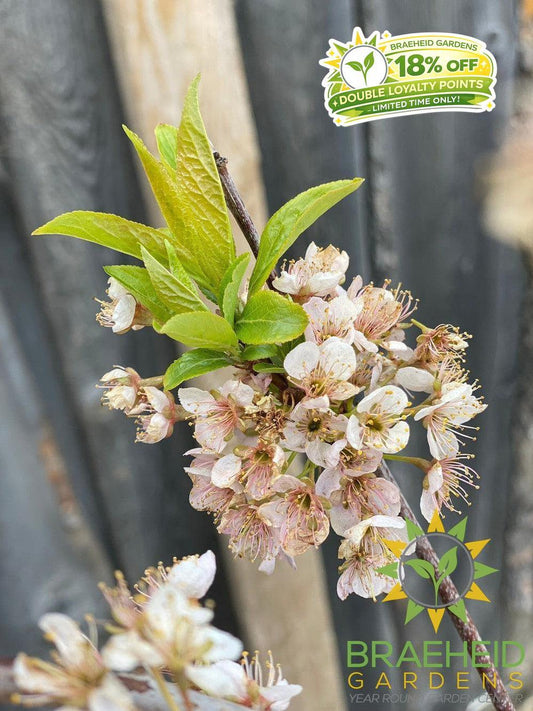 Pipestone Plum- Tree for sale, Grown in Grande Prairie -Braeheid Gardens Ltd. on Emerson Trail