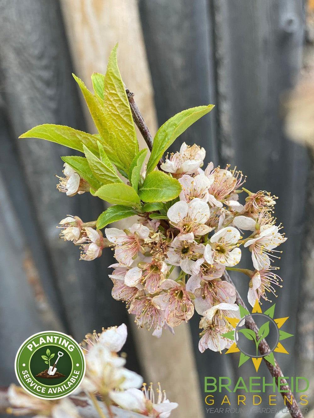 Pipestone Plum- Tree for sale, Grown in Grande Prairie -Braeheid Gardens Ltd. on Emerson Trail