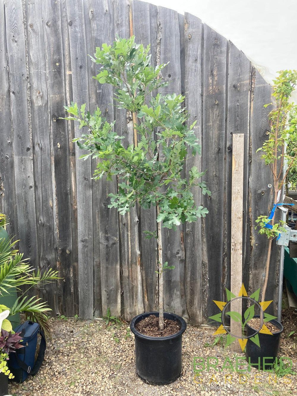 Bur Oak- Tree for sale, Grown in Grande Prairie -Braeheid Gardens Ltd. on Emerson Trail