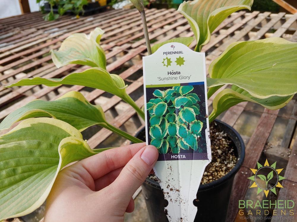 Hosta 'Sunshine Glory' -NO SHIP -