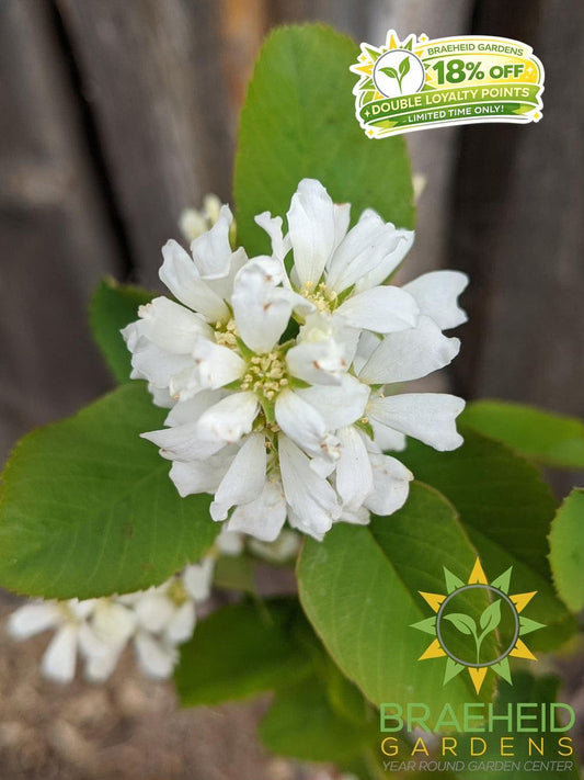 Buy Native Saskatoon an Edible Shrub in Grande Prairie Alberta - Braeheid Gardens Ltd.