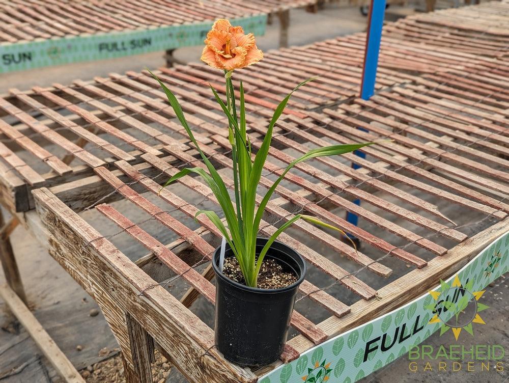Daylily Perceptive  - NO SHIP -