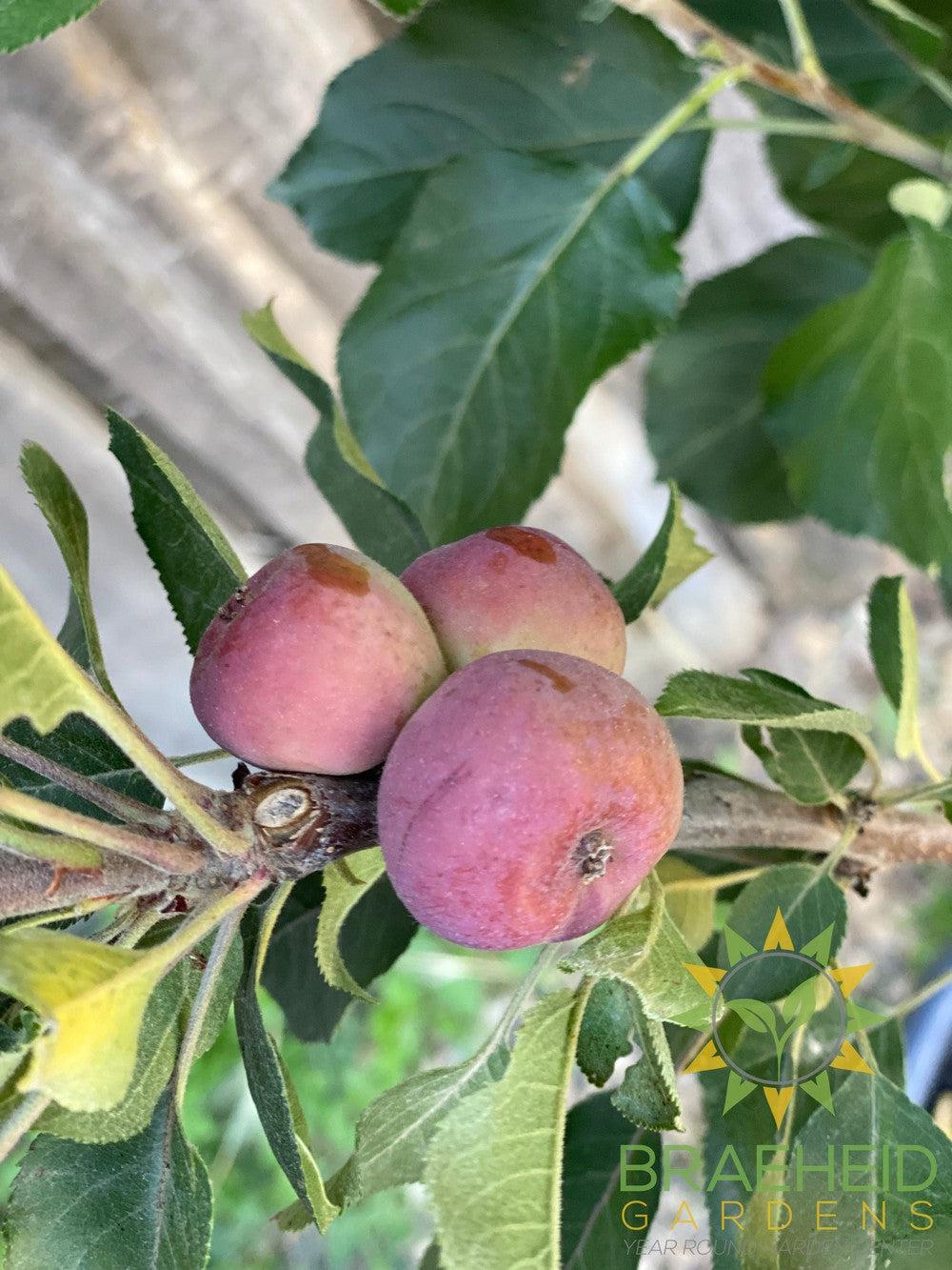 Purple Spire® Columnar Crabapple- Tree for sale, Grown in Grande Prairie -Braeheid Gardens Ltd. on Emerson Trail