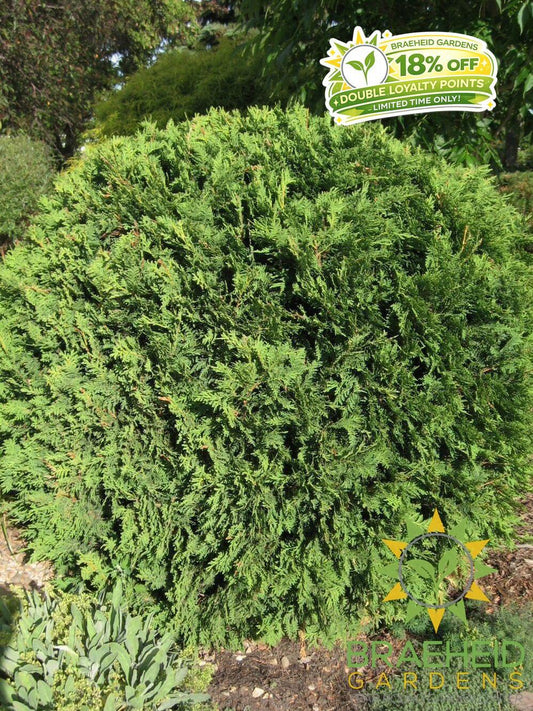 Hetz Midget Cedar