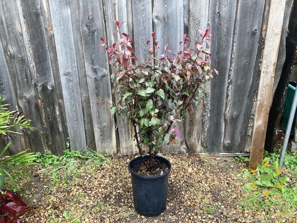 Purple Leaf Plum/Sand Cherry- Tree for sale, Grown in Grande Prairie -Braeheid Gardens Ltd. on Emerson Trail